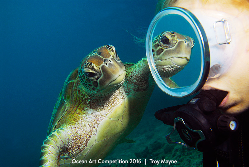 Illustration for article titled The Best Underwater Photographs of 2016 Are Out of This World